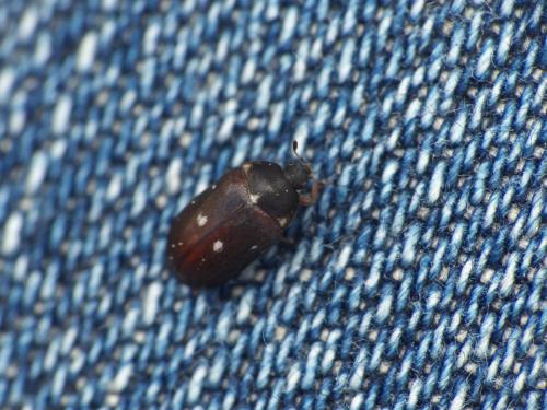 Attagenus pellio
